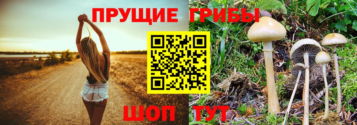 Карачаевск  Галлюциногенные грибы Cubensis  Вход с VPN 